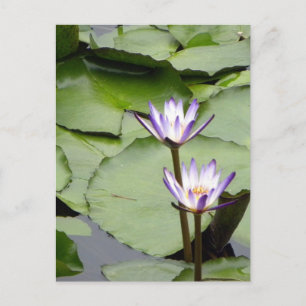 One/Lotus Blooms All-Occasion Greetings Postcard