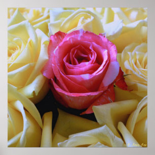 One of a Kind Love, Unique Beauty Pink Rose Yellow Poster