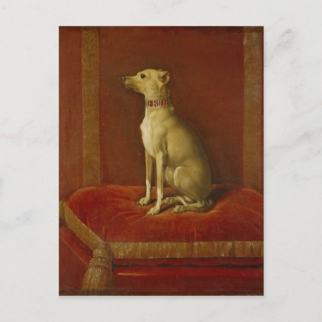 One of Frederick II's Italian greyhounds Postcard (Front)