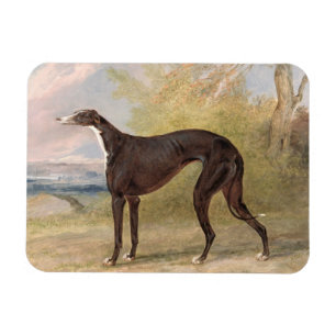 One of George Lane Fox's Winning Greyhounds: the B Magnet