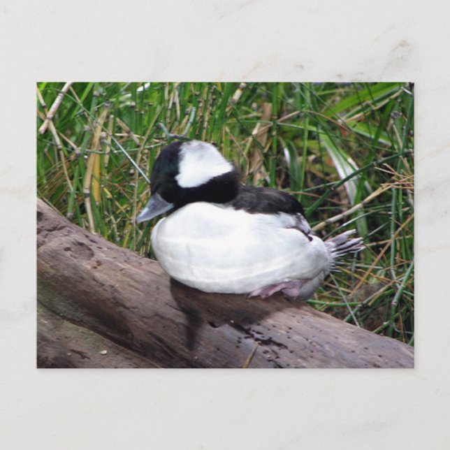 One Of The Smallest Species Of American Ducks Postcard (Front)
