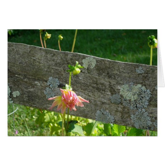One on the Fence, S Cyr Card
