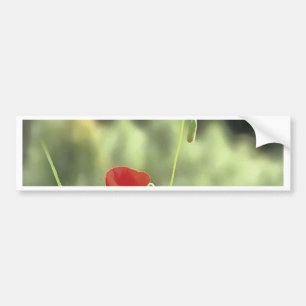 One Poppy Artistic Wildflower Painting Bumper Sticker