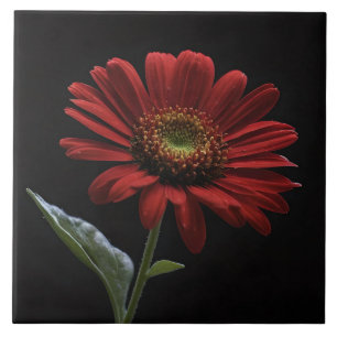 One Red Daisy On Black Left Side, Ceramic Tile