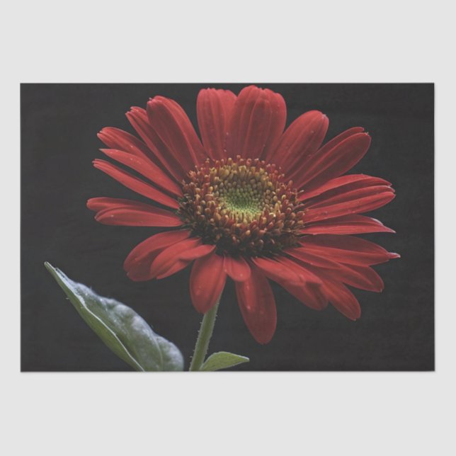 One Red Daisy On Black Left Side, Decoupage  Tissue Paper (Front)