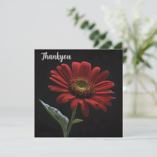 One Red Daisy On Black Left Side, Thank You Card
