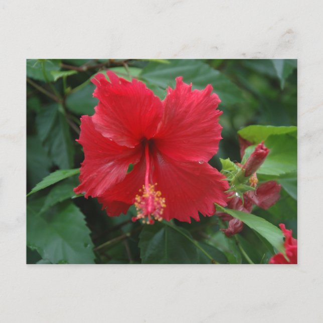 One red hibiscus postcard (Front)