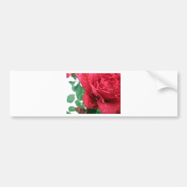 One Red Rose Bumper Sticker (Front)