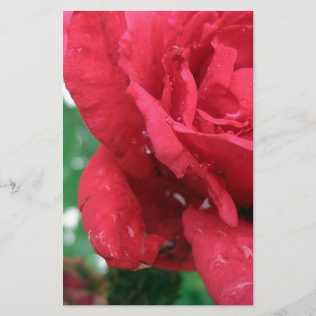 One Red Rose Stationery (Front)