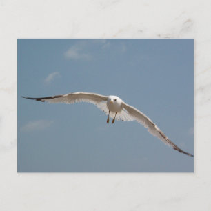 One Seagull Flying in Air Postcard
