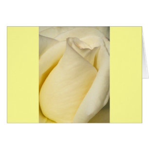 One Single Rose_