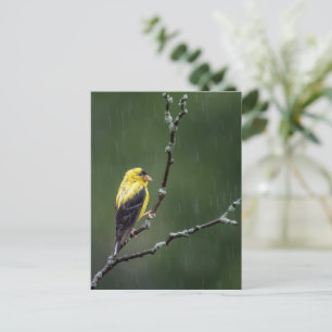 One Unhappy Goldfinch Postcard