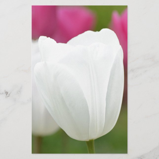 One White Tulip (Front)