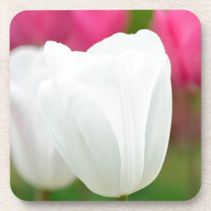 One White Tulip Coaster