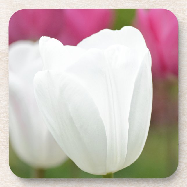 One White Tulip Coaster (Front)