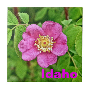 One Wild Rose - Idaho Ceramic Tile