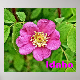 One Wild Rose - Idaho Poster