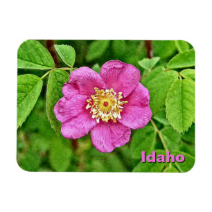 One Wild Rose Magnet