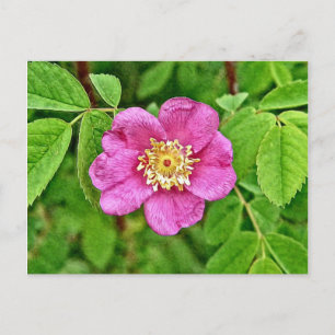 One Wild Rose Postcard