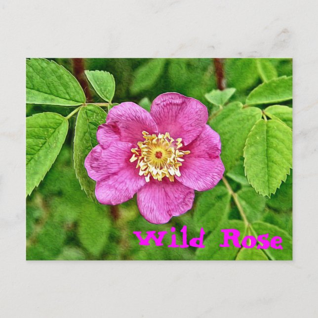 One Wild Rose Postcard (Front)