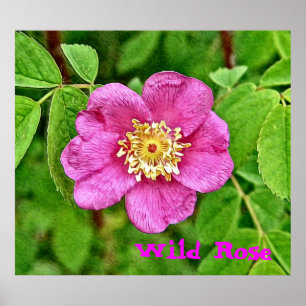 One Wild Rose Poster