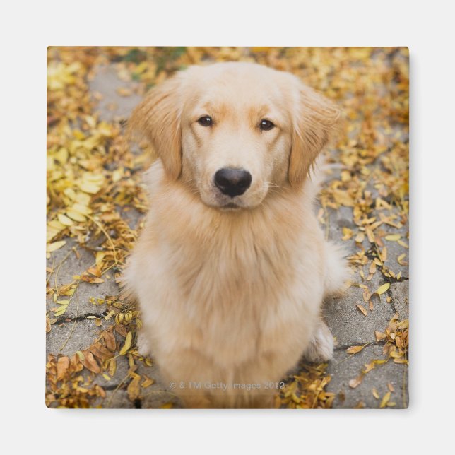 One year old Golden Retriever, portrait Magnet (Front)