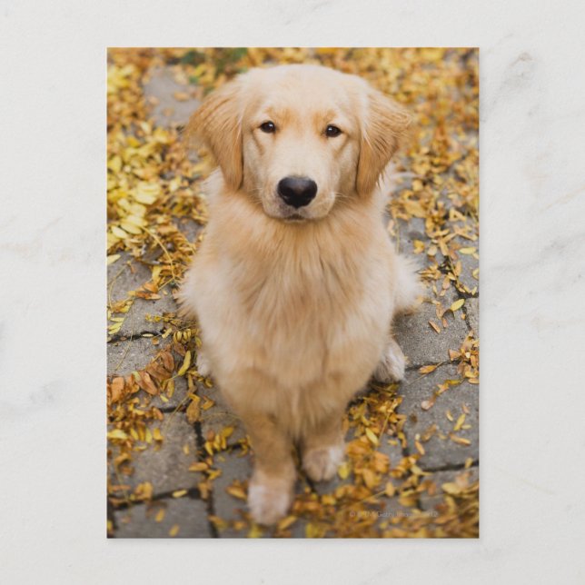 One year old Golden Retriever, portrait Postcard (Front)