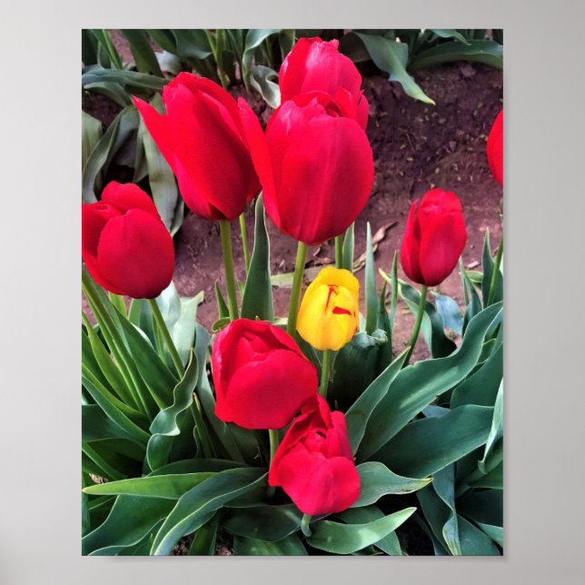 One Yellow with Red Tulips Poster (Front)