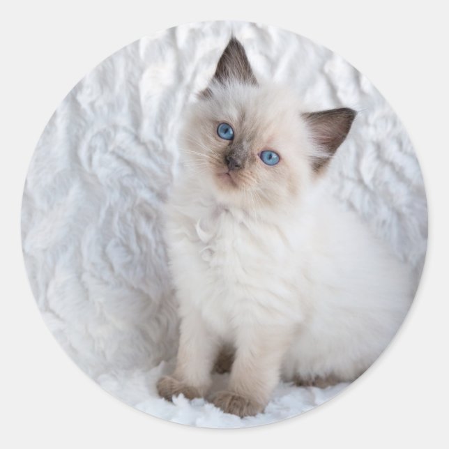 One young ragdoll cat sitting on fur in chair classic round sticker (Front)