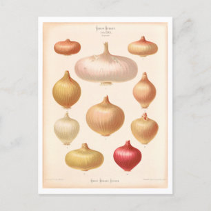 Onion Botanical Illustration from Seed Catalogue Postcard