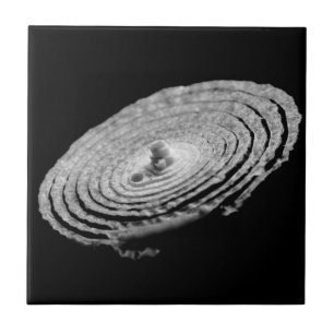 Onion Portrait Ceramic Tile