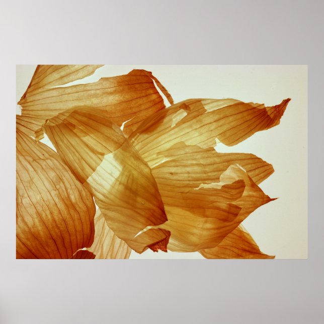 Onion Skin Poster (Front)