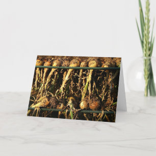 Onions drying in the late afternoon sun card