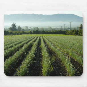 Onions growing in field mouse pad
