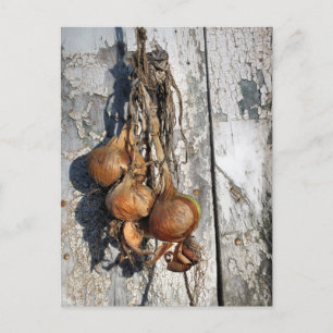 ONIONS POSTCARD