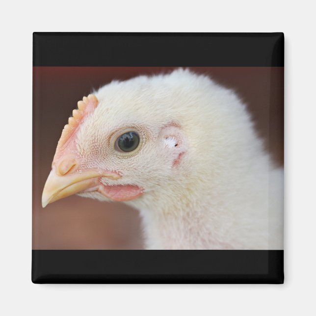 only chick magnet (Front)