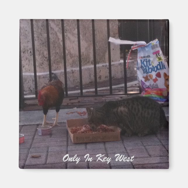 "Only In Key West" Cat & Rooster Magnet (Front)