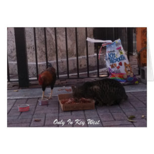 "Only In Key West" Cat & Rooster Photo Card
