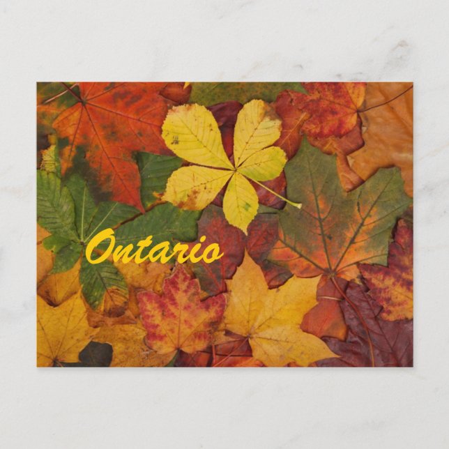 Ontario Autumn Leaves Postcard (Front)