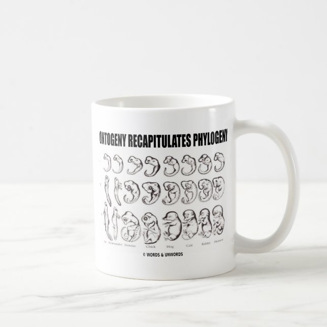 Ontogeny Recapitulates Phylogeny (Biology) Coffee Mug (Right)