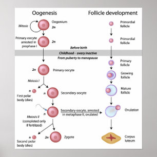Oogenesis Poster