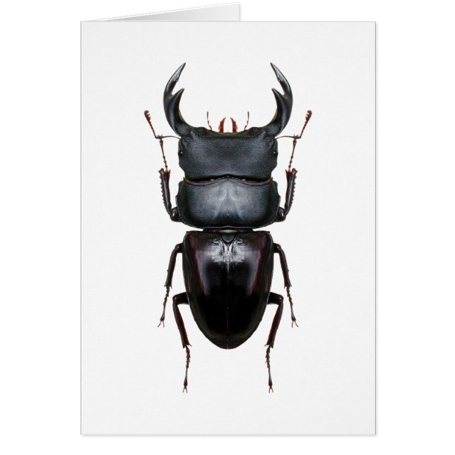 Ookwa Dorcus (Front)