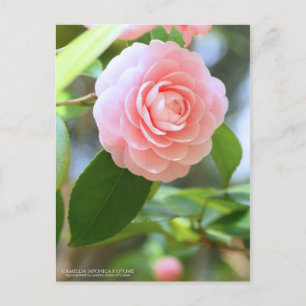 Oome-tsubaki: Camellia [Postcard] Postcard