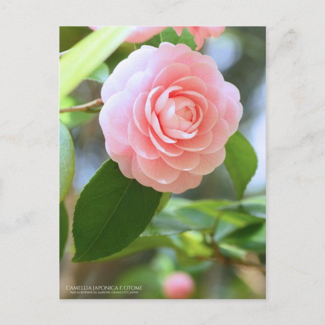 Oome-tsubaki: Camellia [Postcard] Postcard (Front)