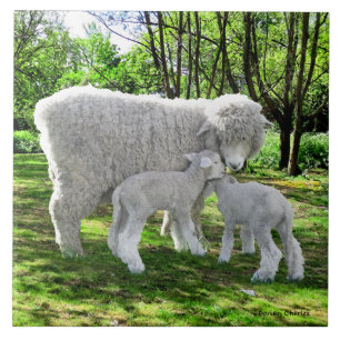 "Oona & Her Twins"  Ceramic Tile