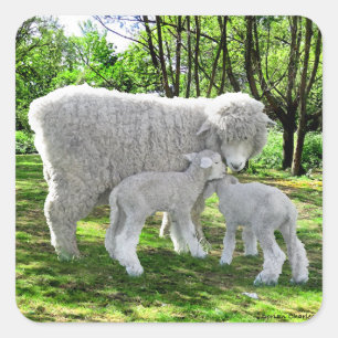 "Oona & Her Twins"  Square Sticker