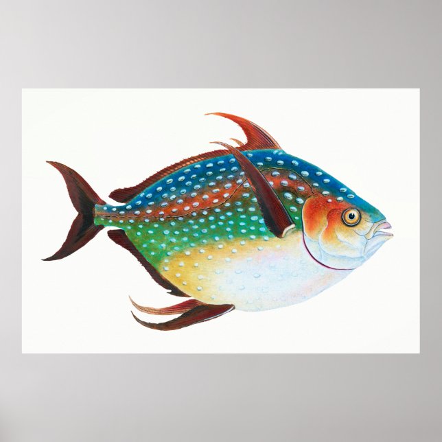 Opah, Fish Illustration, Edward Donovan, Poster (Front)