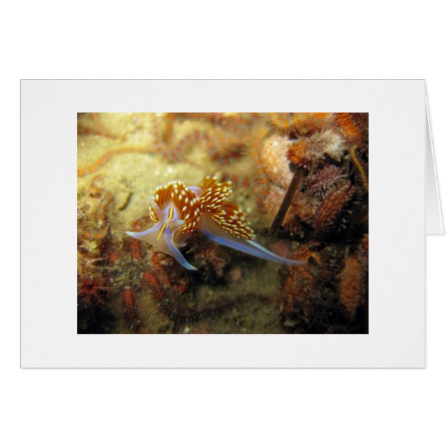 Opalescent Nudibranch (Front Horizontal)
