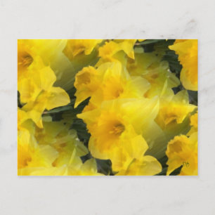Opaque Flowers Postcards