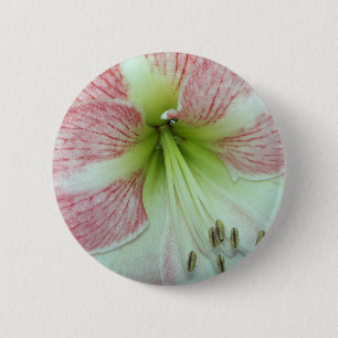 Open Amaryllis Apple Blossom 6 Cm Round Badge